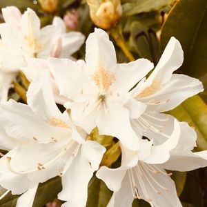 Meet your Posher, Zosia